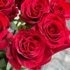 Букет из 7 голландских красных роз  "Эксплоэр"